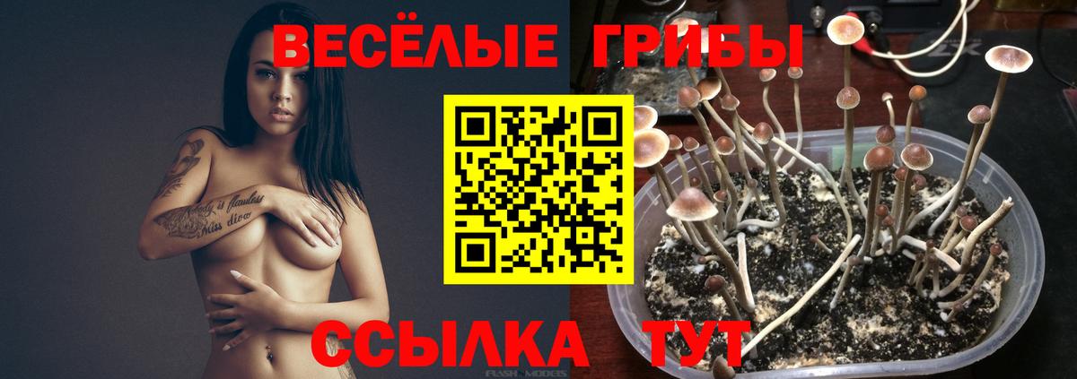 Галлюциногенные грибы Psilocybine cubensis  Вход с VPN  Черняховск 